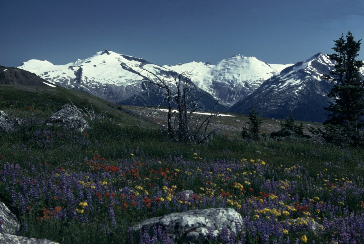 Singing Pass, Whistler BC